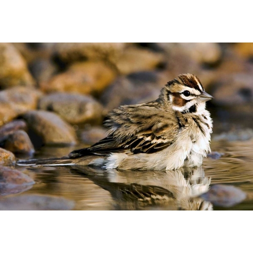 TX, McAllen Lark sparrow bathing in small pond